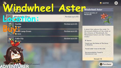 where to buy windwheel aster.